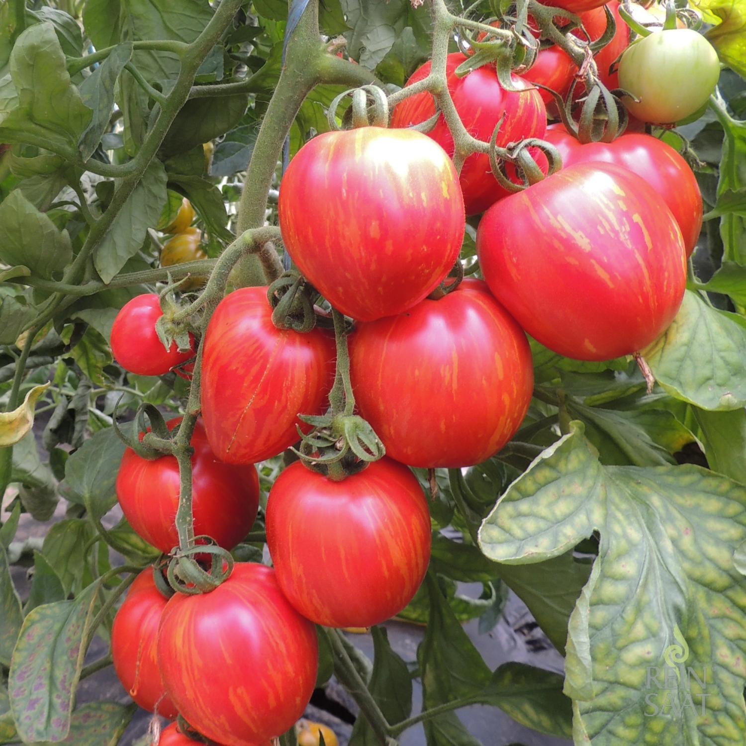 Shimmeig Creg (Solanum lycopersicum) Samen