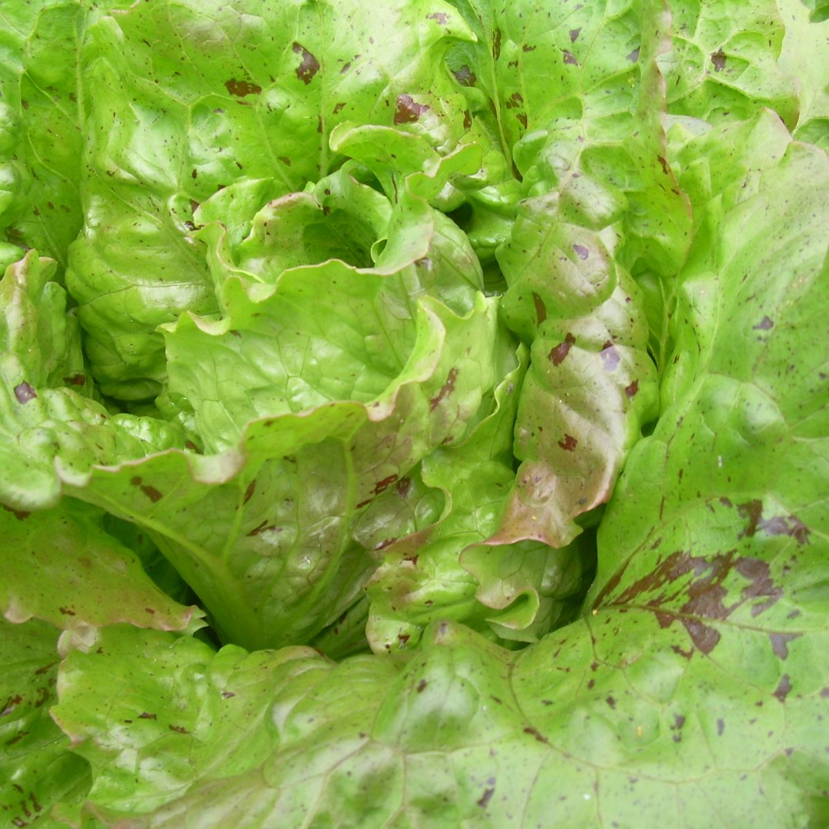 Trémont (Lactuca sativa) Samen