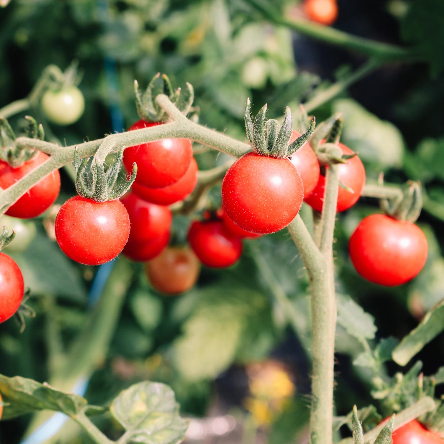 Rote Ribisel (Solanum pimpinellifolium) Samen