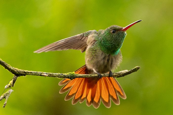 Rufous Tailed Hummingbird-2