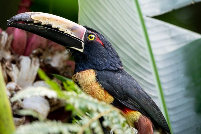 Collared Aracari