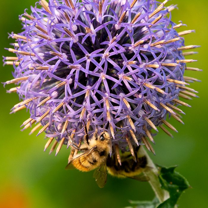 Ornamental Onion and Bee