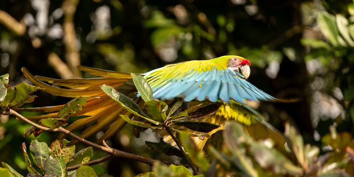 Great Green Macaw fly