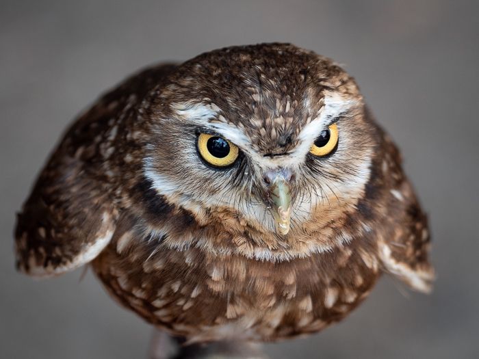 Burrowing Owl Pounce