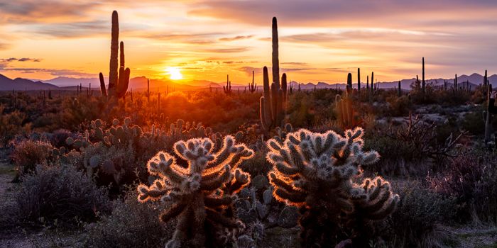Arizona Sunset