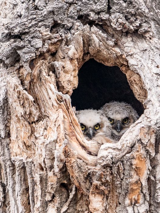 Great Horned Owlets