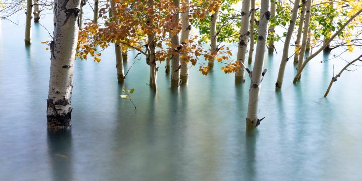 Abraham Lake trees