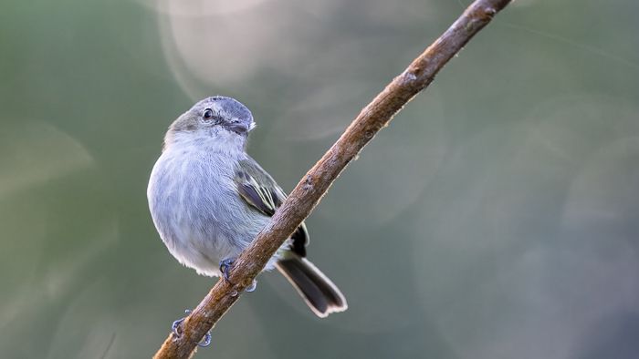 Guatemalan Tyrannulet