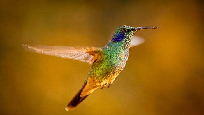 Lesser Violetear Hummingbird
