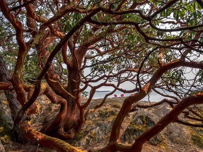 Arbutus Tree and Adirondack Chairs