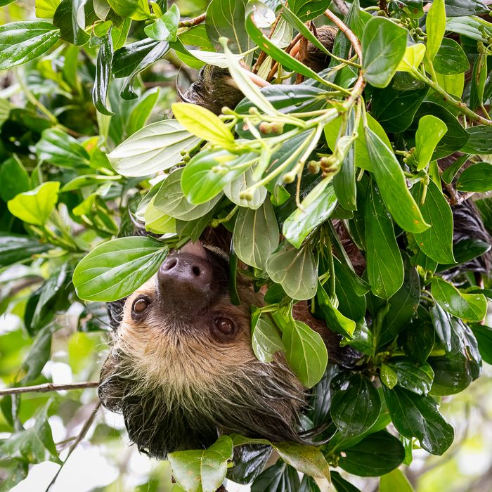 Two Toed Sloth-3