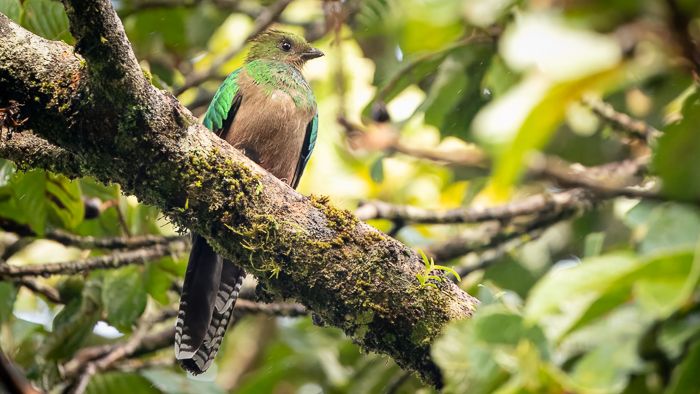 Resplendent Quetzel