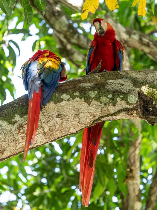 Scarlet Macaw