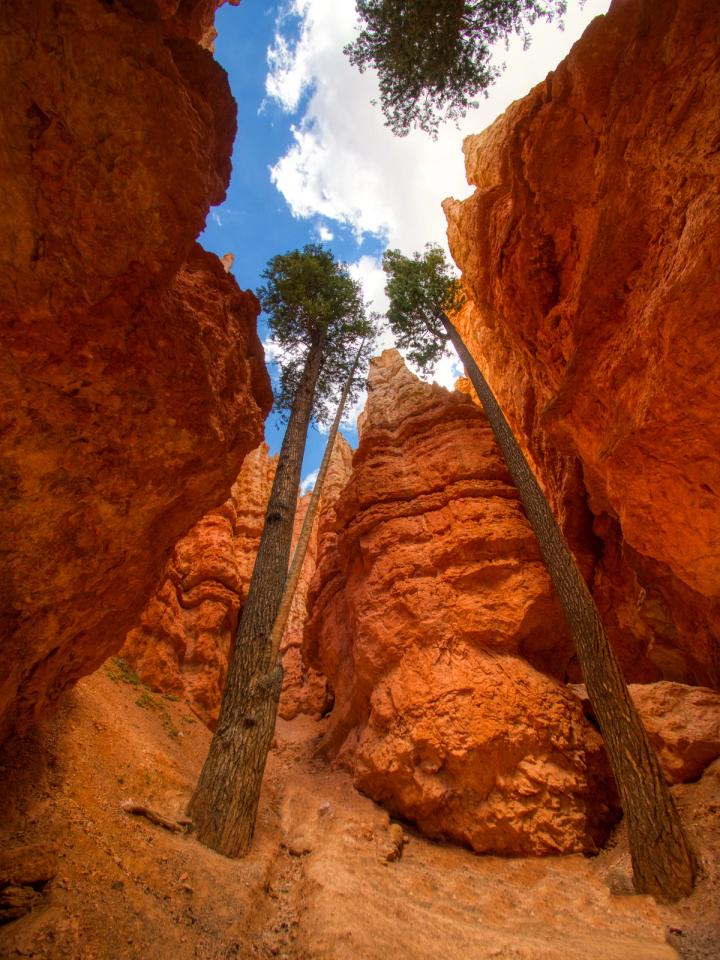 Reaching for the light