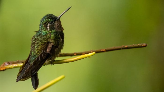 Purple Throated Mountain-gem