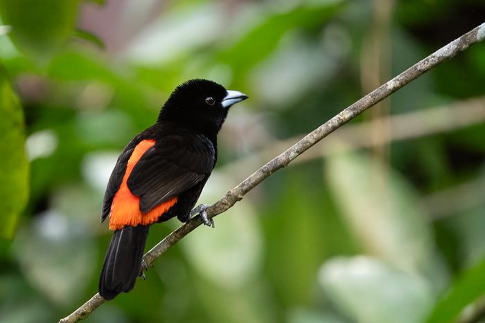 Scarlet Rumped Tanager-2