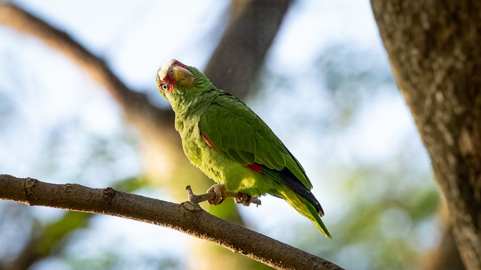 White Fronted Parrot