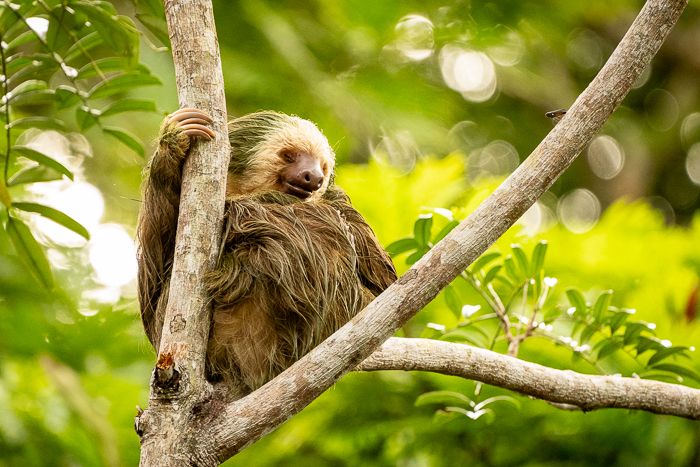 Two Toed Sloth