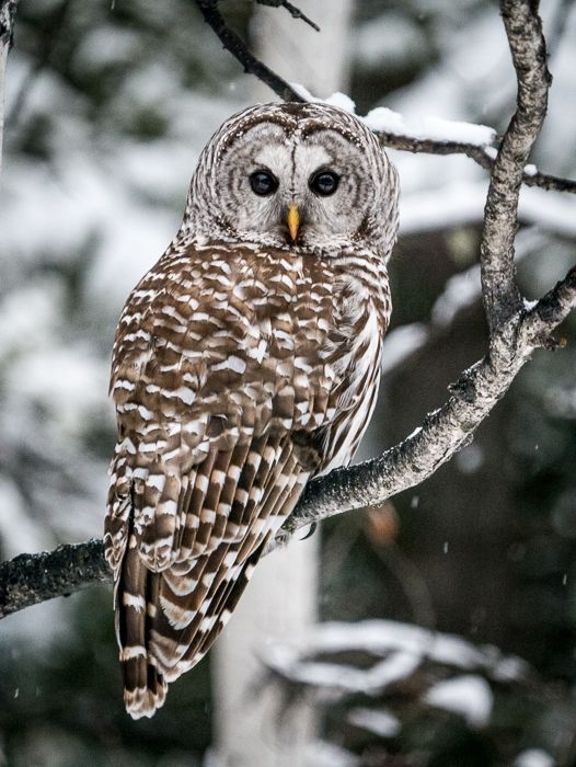 Silent Stare