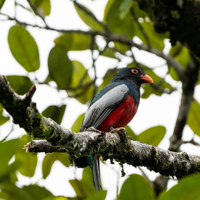 Slaty-tailed Trogan