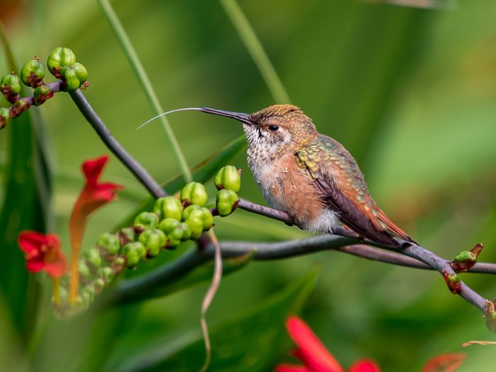 Hummingbird Tongue