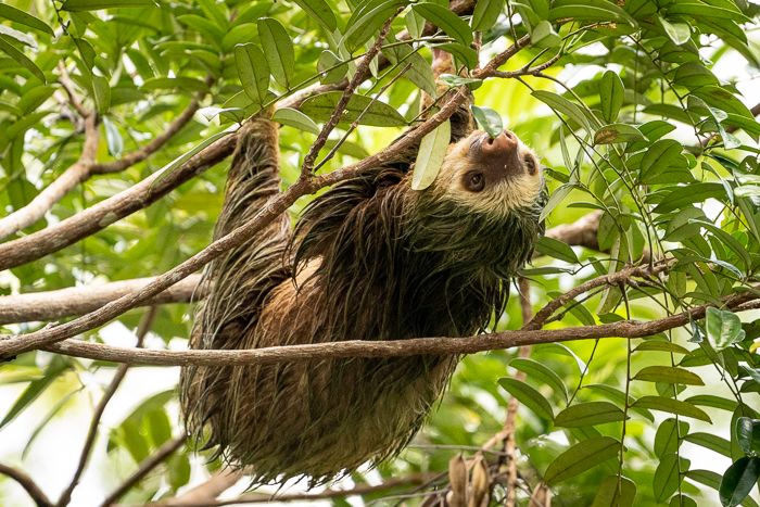 Two Toed Sloth-2