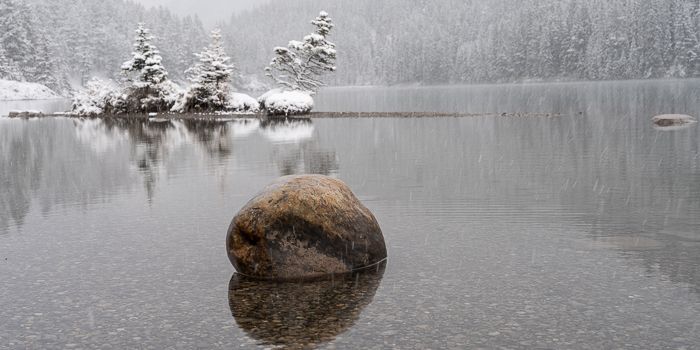 Two Jack Lake trees