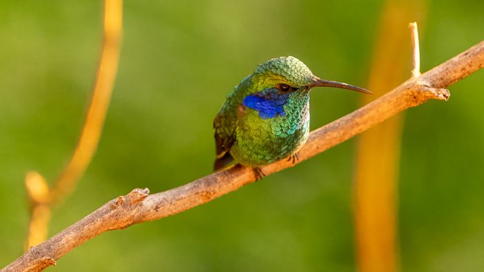 Lesser Violetear Hummingbird -2