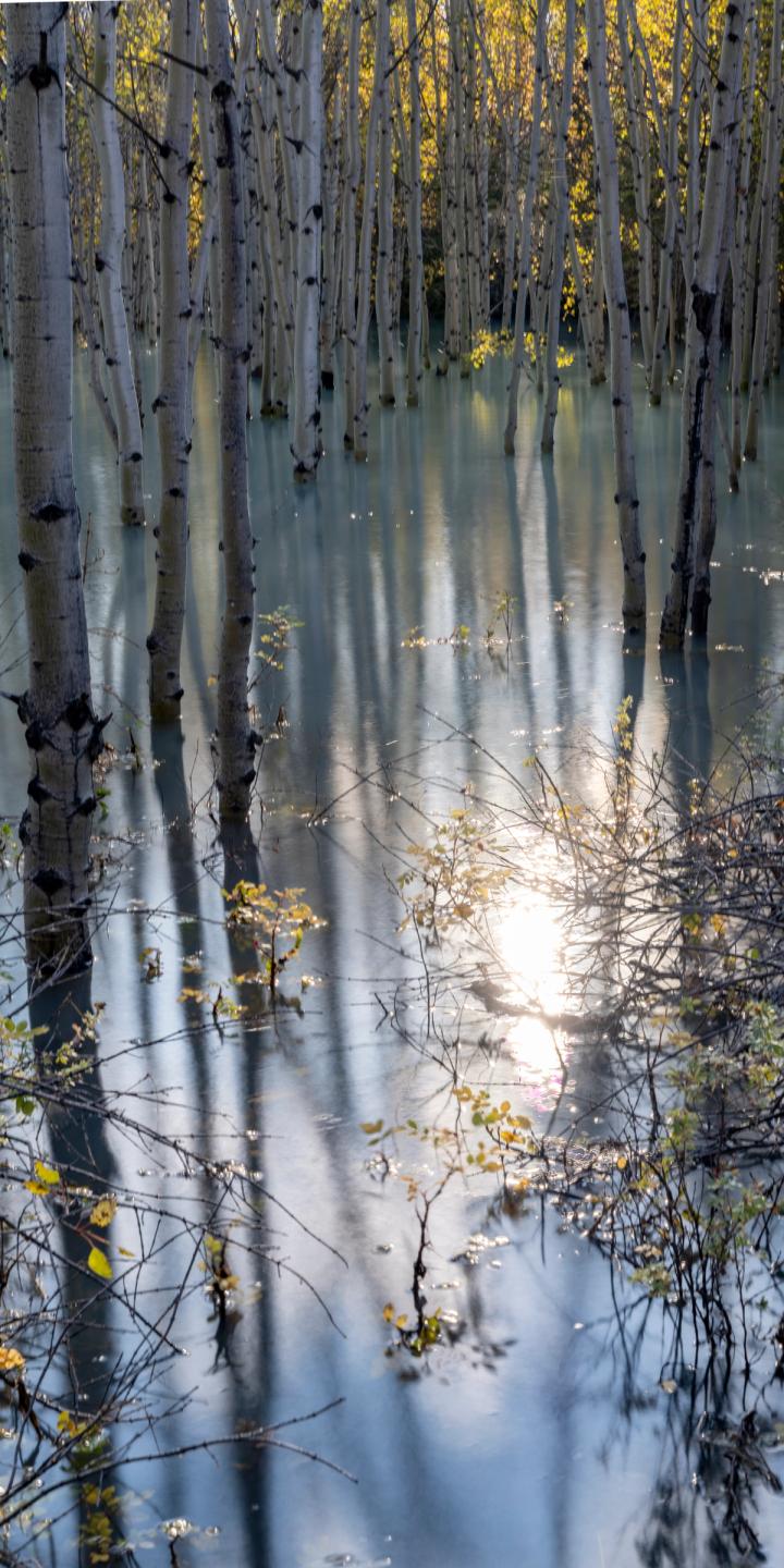 Abraham Lake trees 2