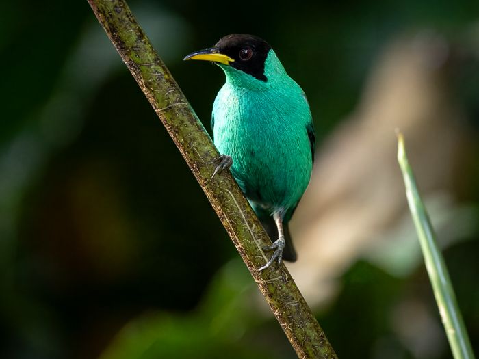 Green Honeycreeper