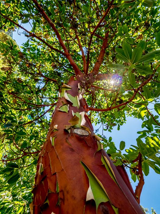 Arbutus Tree 