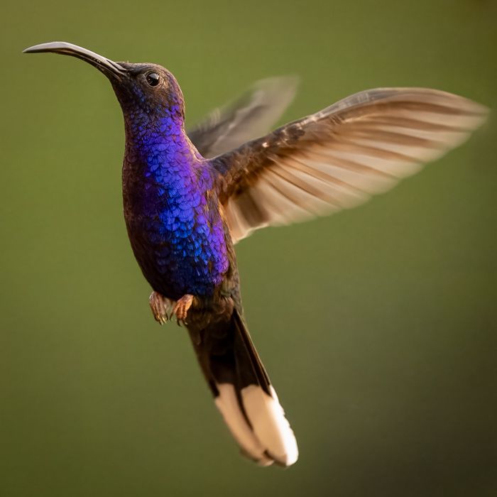 Violet Sabrewing-2