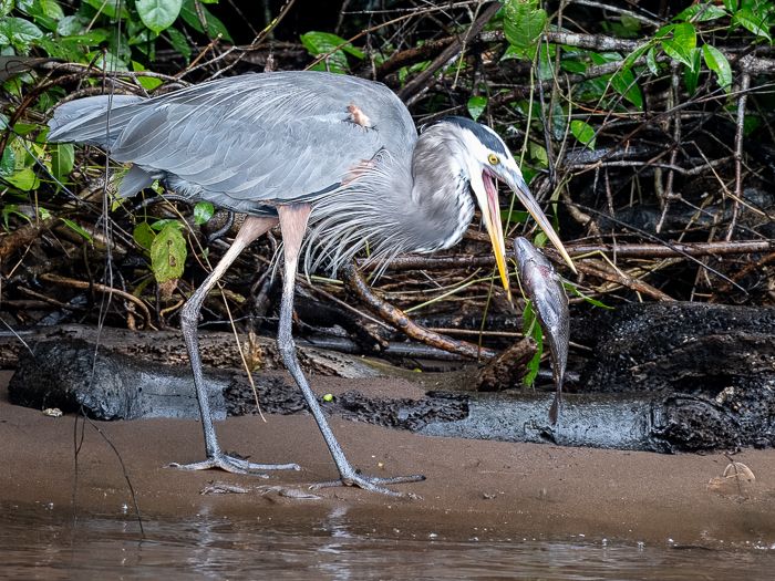 Great Blue Heron air catch