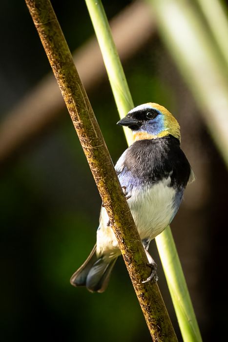 Golden-hooded Tanager