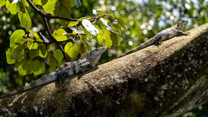 Male chase Female Iguana