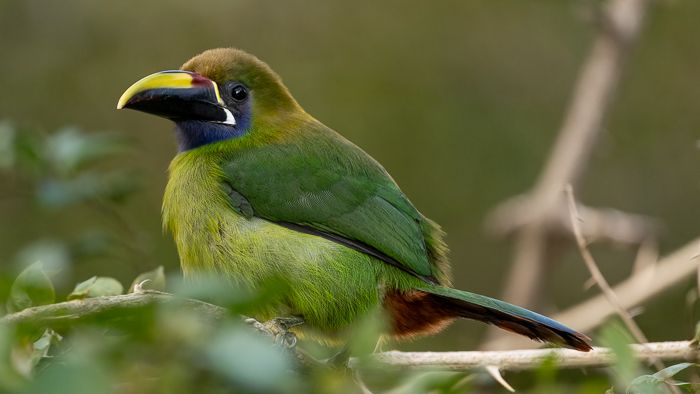 Northern Emerald Toucanet