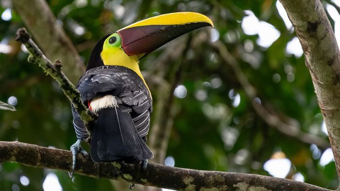 Yellow Throated Toucan