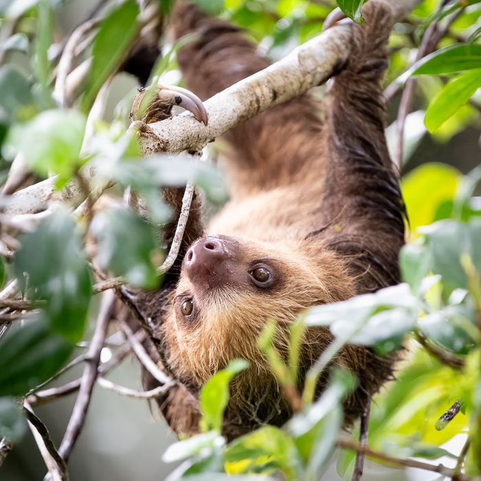 Baby Two Toed Sloth