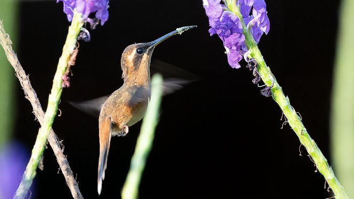 Stripe Throated Hermit