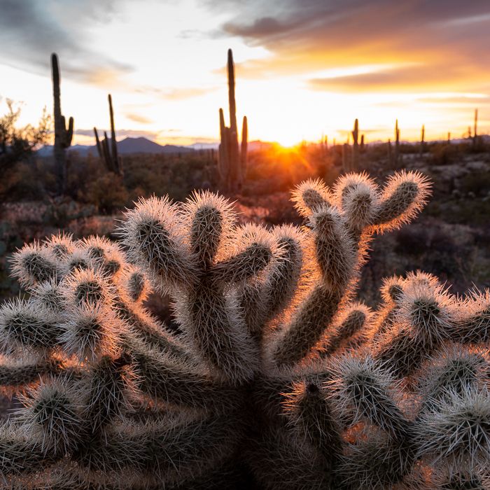 Teddy Bear Sunset
