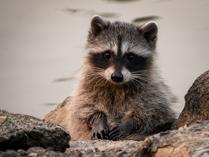 Baby Racoon