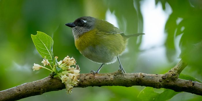 Common Chloroshingus