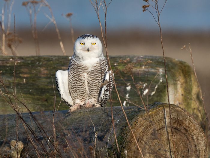 Boundry Bay Snowy Owl