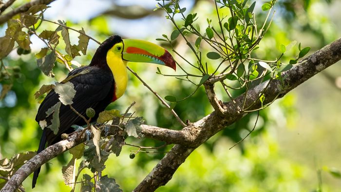 Keel Billed Toucan