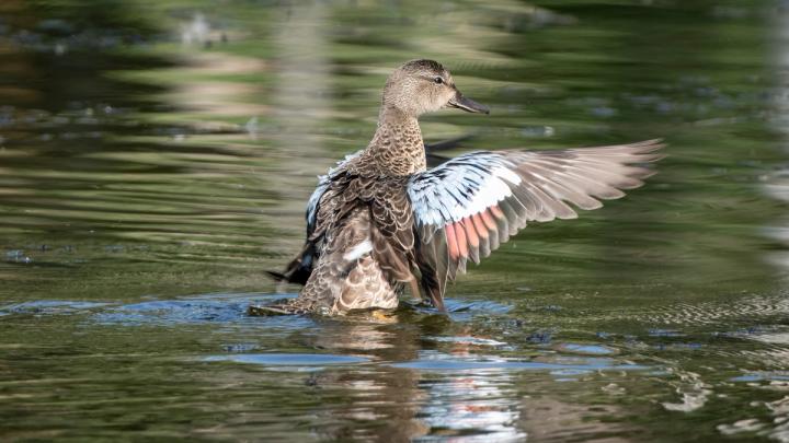 Green Winged Teal