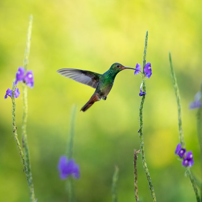 Rufous Tailed Hummingbird-3