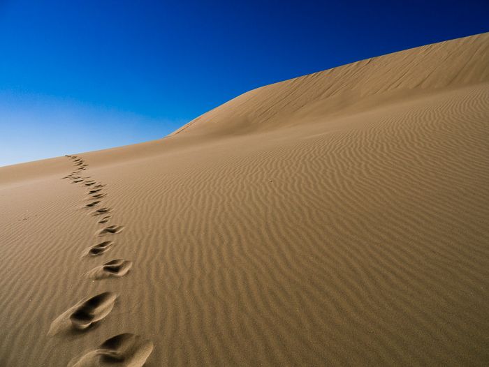 Oregon Dune