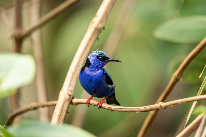 Red Legged Honeycreeper