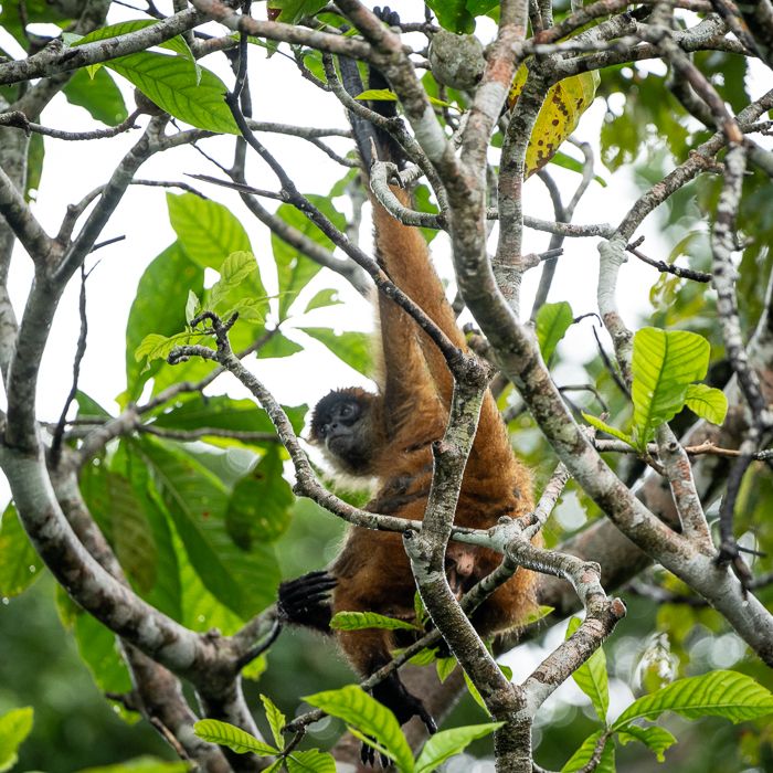Spider Monkey-2