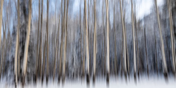 Rocky Mountain Aspen Trees